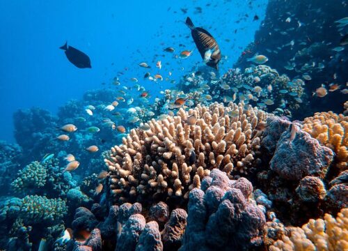 Sharm El Naga-dag Snorkelen vanuit Hurghada