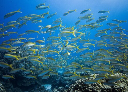 Sharm El Naga-dag Snorkelen vanuit Hurghada