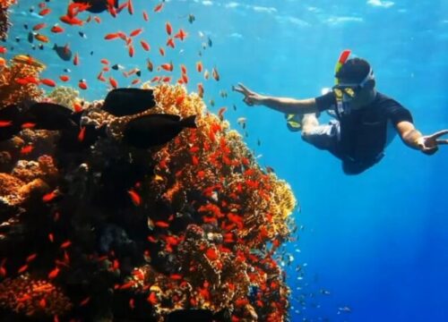 Sharm El Naga-dag Snorkelen vanuit Hurghada