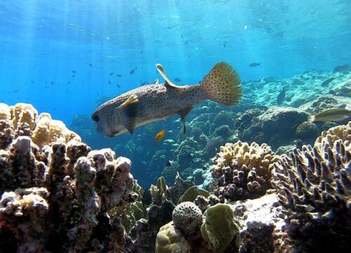 Sharm El Naga-dag Snorkelen vanuit Hurghada