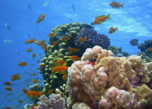 Makadi Water World met lunch, drankjes en transfers